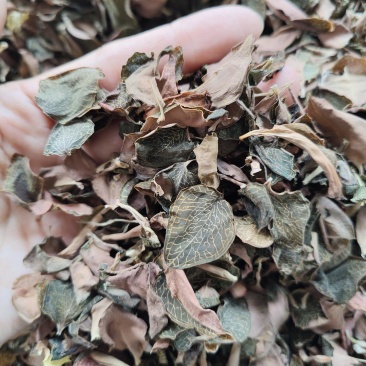本地红霞金线莲叶子纯叶片可泡茶炖汤