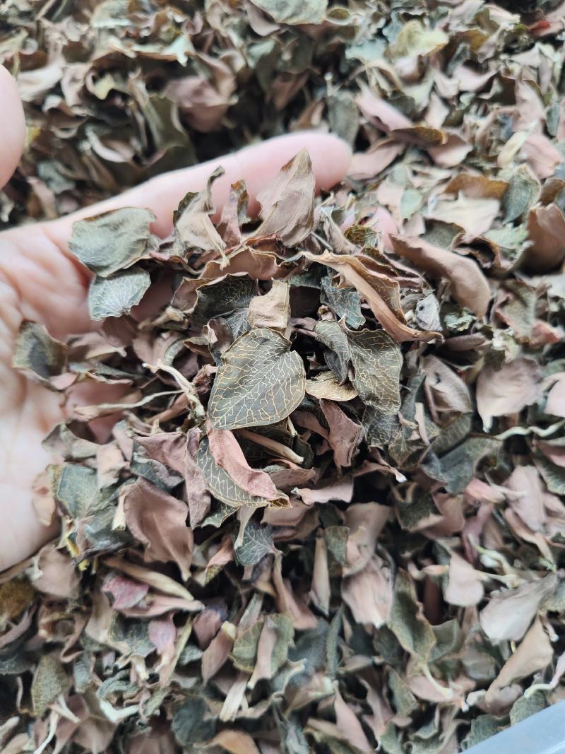 本地红霞金线莲叶子纯叶片可泡茶炖汤