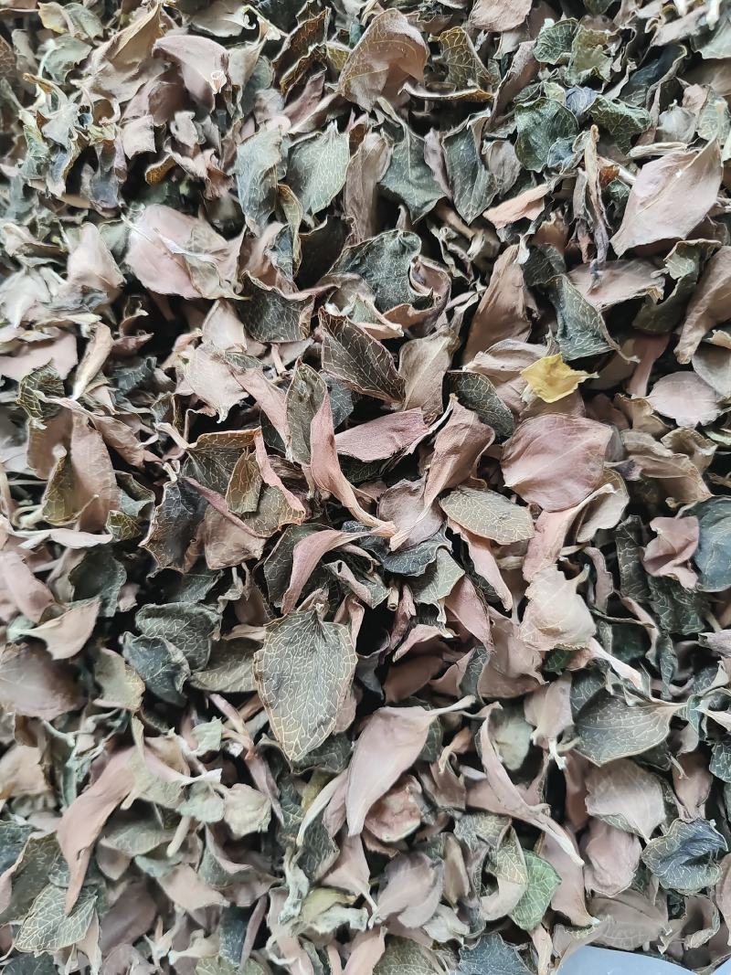 本地红霞金线莲叶子纯叶片可泡茶炖汤