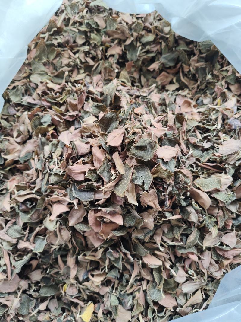 本地红霞金线莲叶子纯叶片可泡茶炖汤