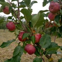 龙丰果价格便宜需要的联系