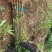 河南最大实生桃苗基地，毛桃苗，原生桃苗基地直销，量大从优
