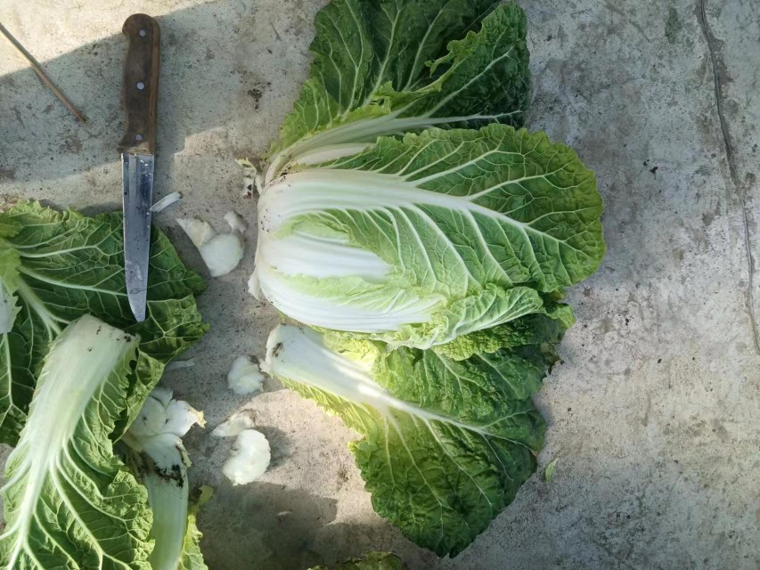 新鲜生菜在厨房中的摆拍图