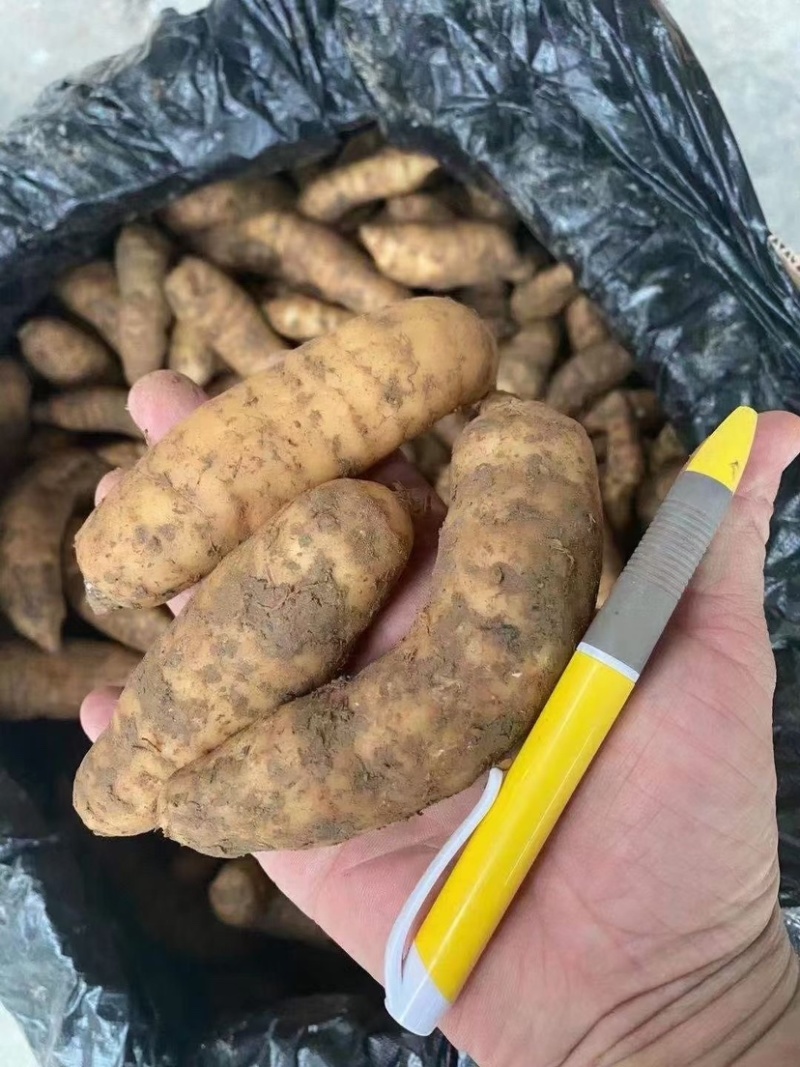 新鲜天麻，云南天麻，中号，小号，