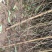 河南最大实生桃苗基地，毛桃苗，原生桃苗基地直销，量大从优