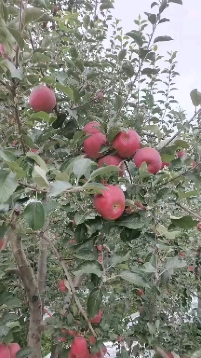 昭通苹果纸袋富士糖心苹果丑苹果108