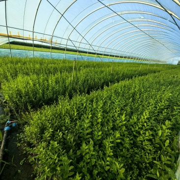水蜡营养钵苗高度规格30公分～100公分