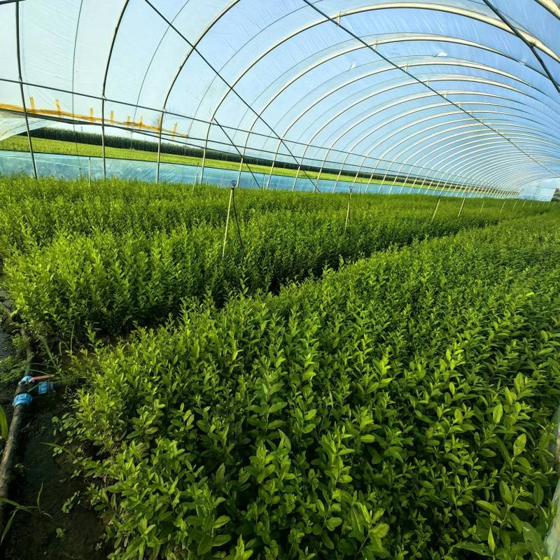 水蜡营养钵苗高度规格30公分～100公分