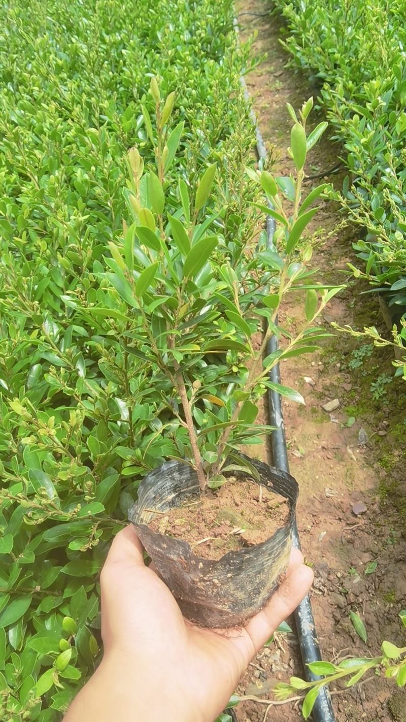中华文木，杯苗，别墅庭院种植