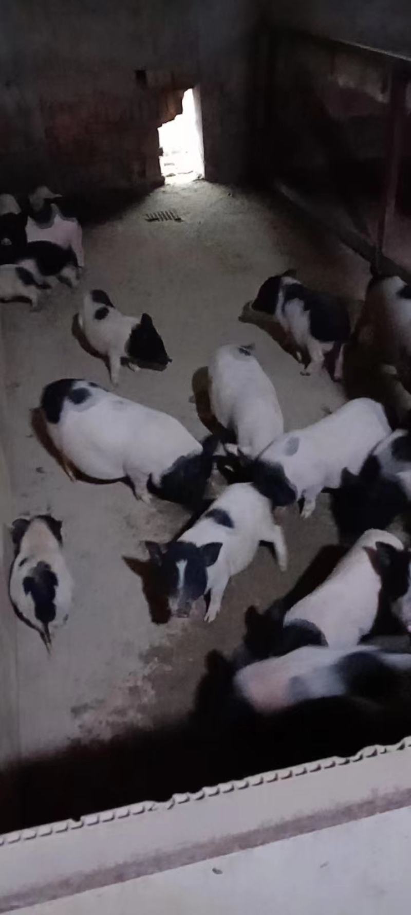 [热卖]新疆五家渠市巴马香猪活猪基地直发全国发货