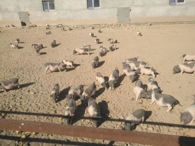 [热卖]新疆五家渠市巴马香猪活猪基地直发全国发货