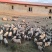 [热卖]新疆五家渠市巴马香猪活猪基地直发全国发货