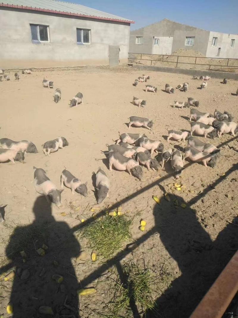 [热卖]新疆五家渠市巴马香猪活猪基地直发全国发货