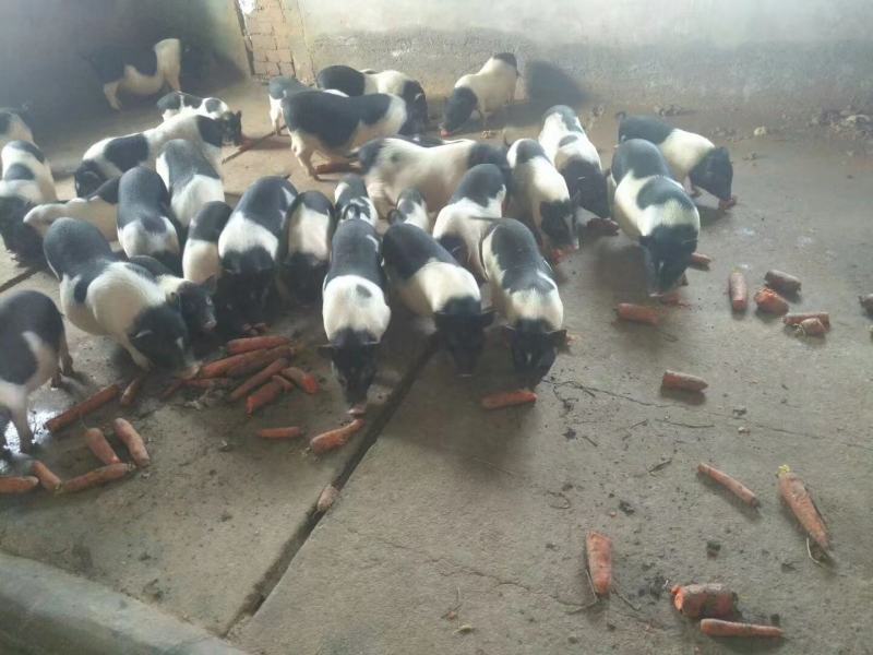 [热卖]新疆五家渠市巴马香猪活猪基地直发全国发货