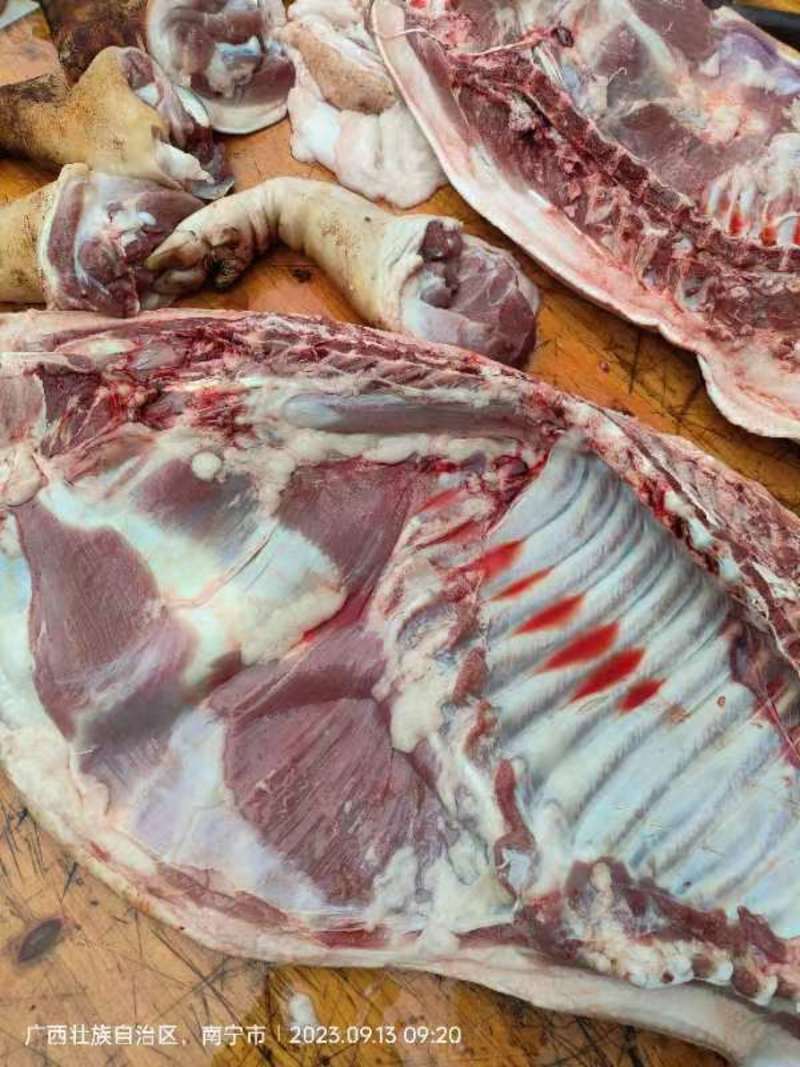 精品猪肉货源充足量大从优质量保证欢迎购买