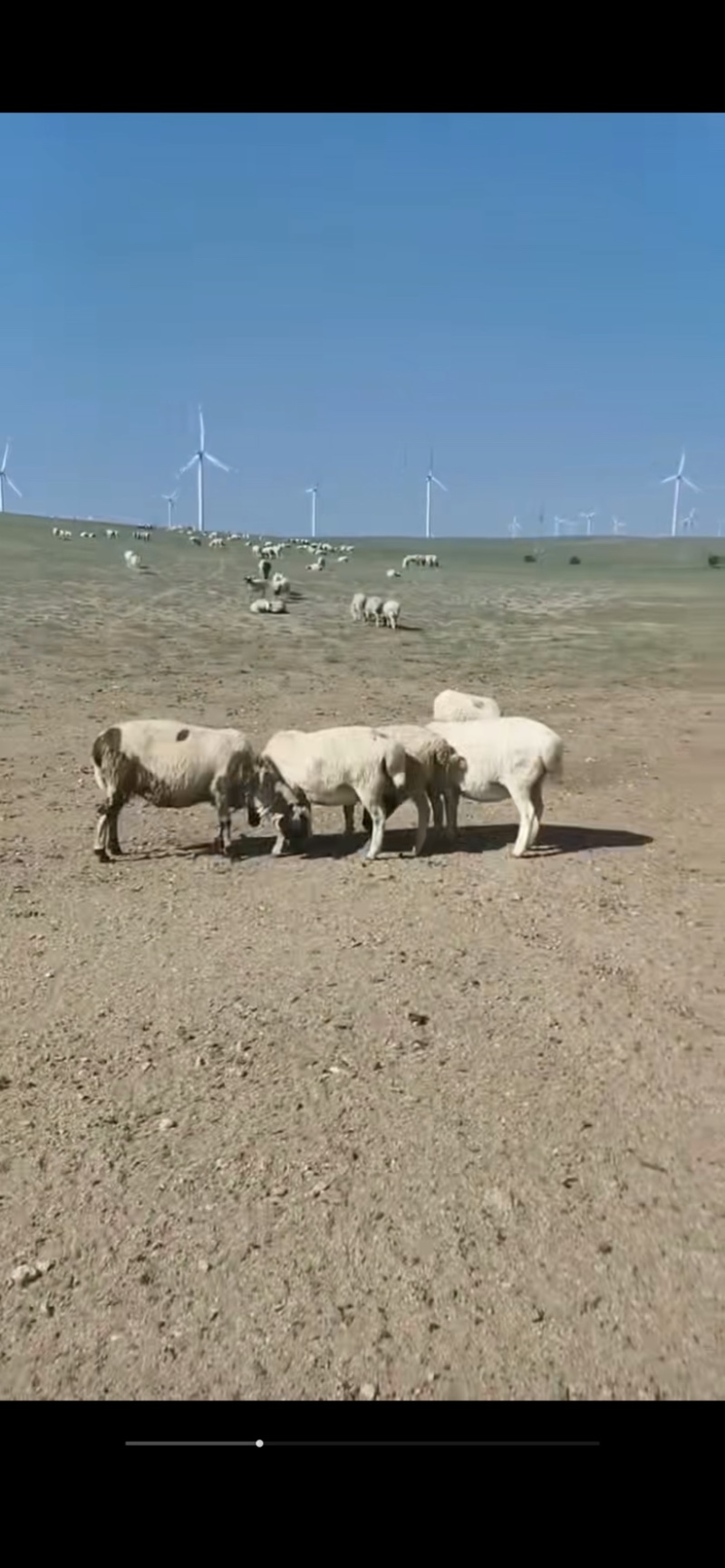 成品肉卷/包邮/达茂草原羊优质新鲜羊肉，活羊现杀