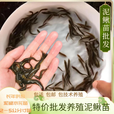 泥鳅苗台湾泥鳅苗杂交泥鳅苗签养殖回收合同提供技术