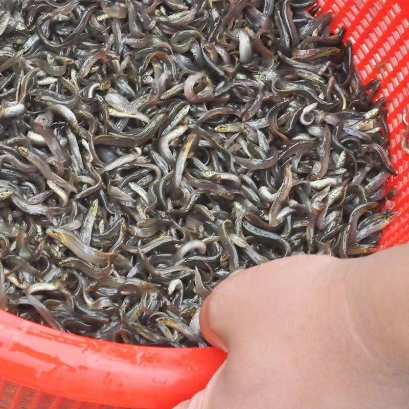 泥鳅苗台湾泥鳅苗杂交泥鳅苗签养殖回收合同提供技术