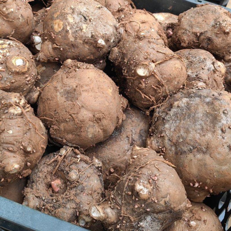 豆腐魔芋商品魔芋鲜蘑芋