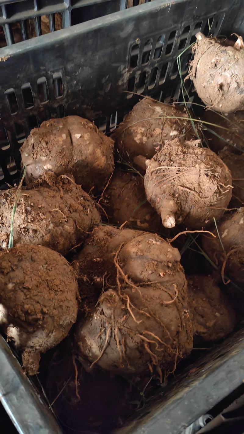 豆腐魔芋商品魔芋鲜蘑芋