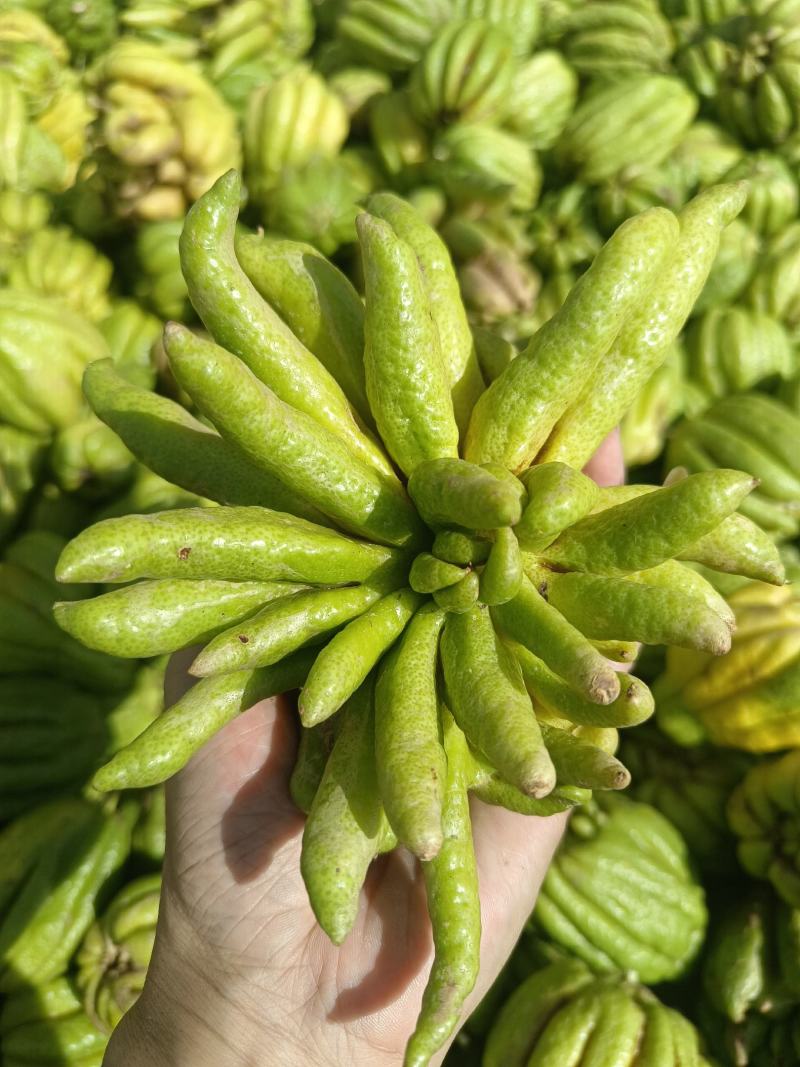 鲜佛手柑