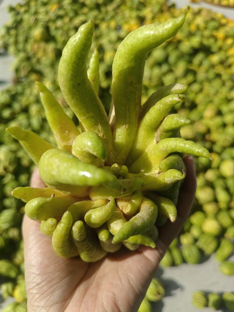 鲜佛手柑