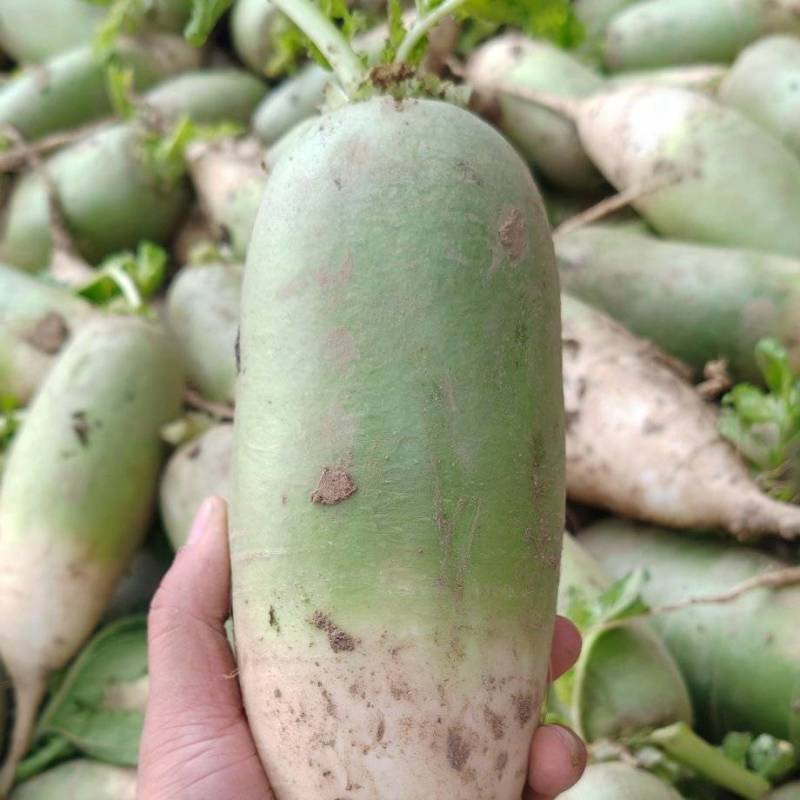 河南开封青萝卜大量上市