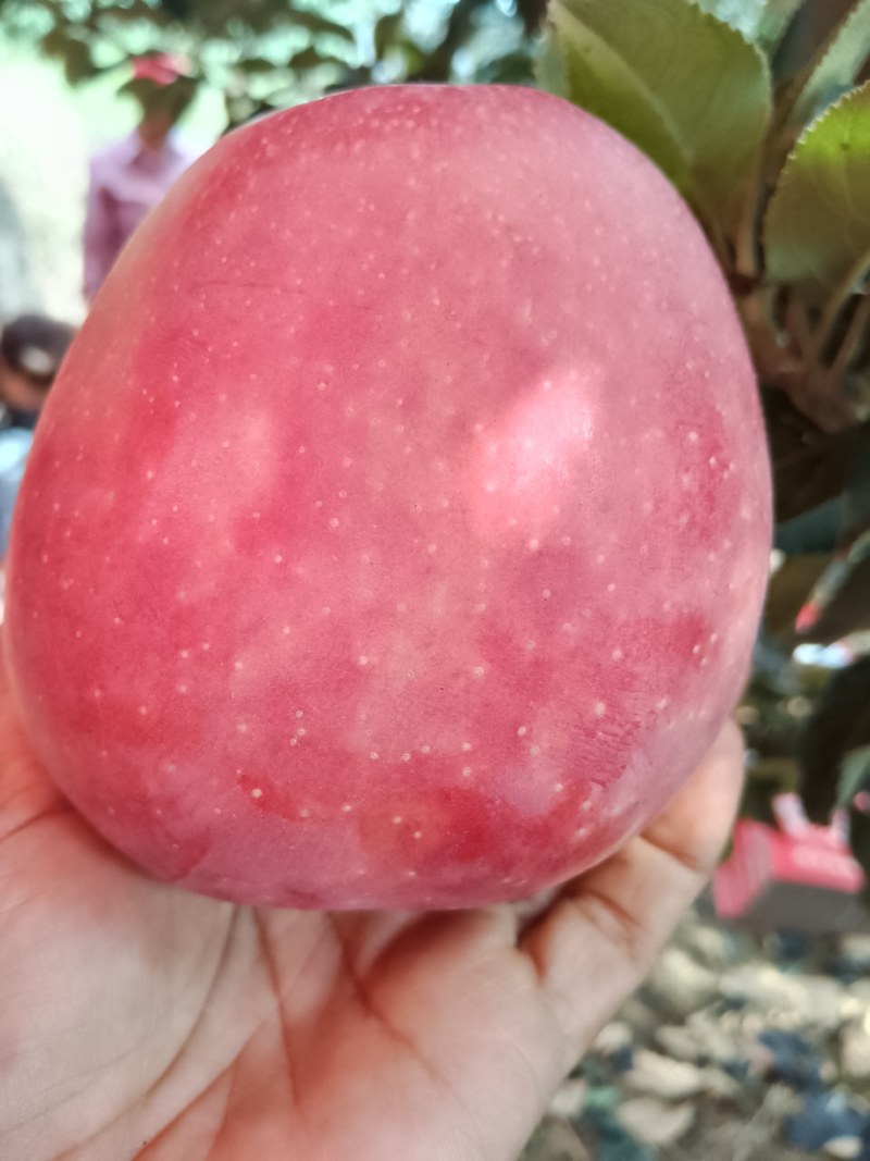 [热卖]山西运城新红星苹果苹果产地直发专业代办
