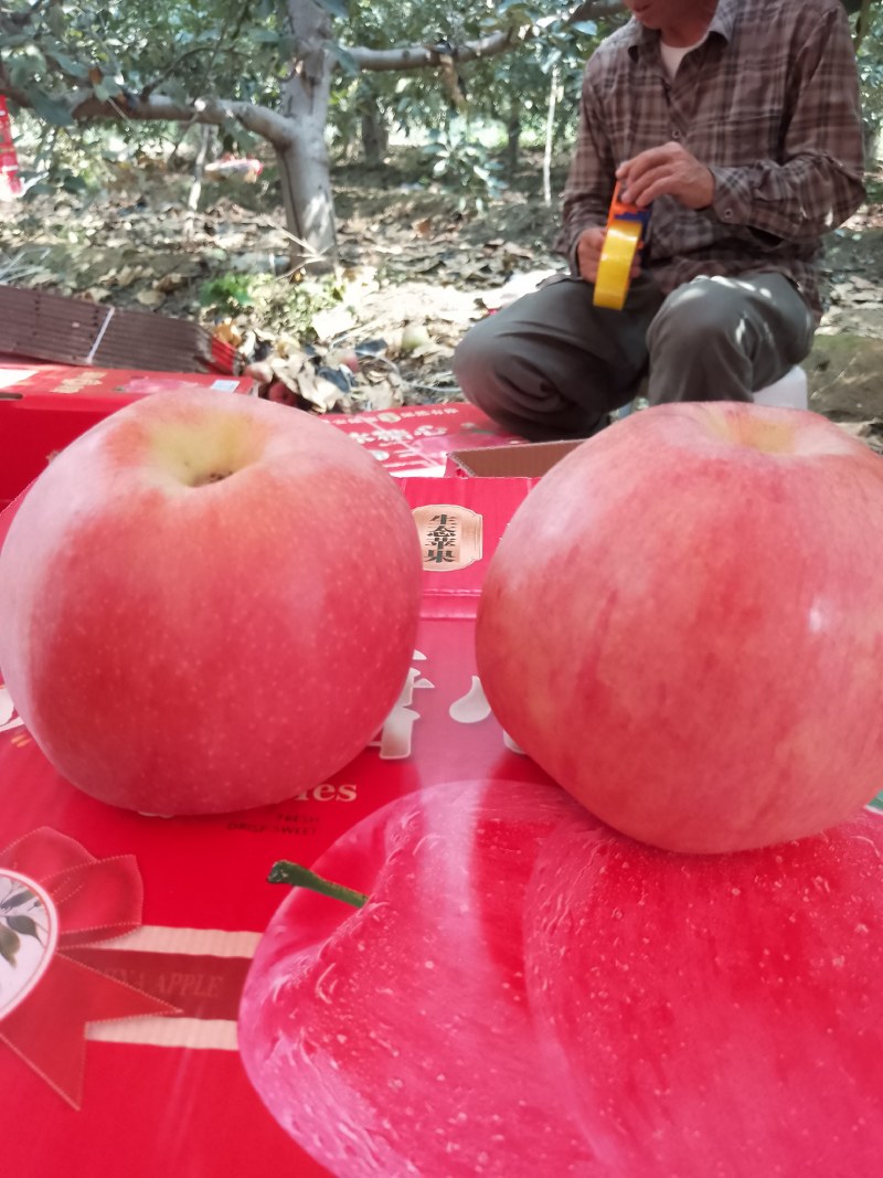 [热卖]山西运城新红星苹果苹果产地直发专业代办