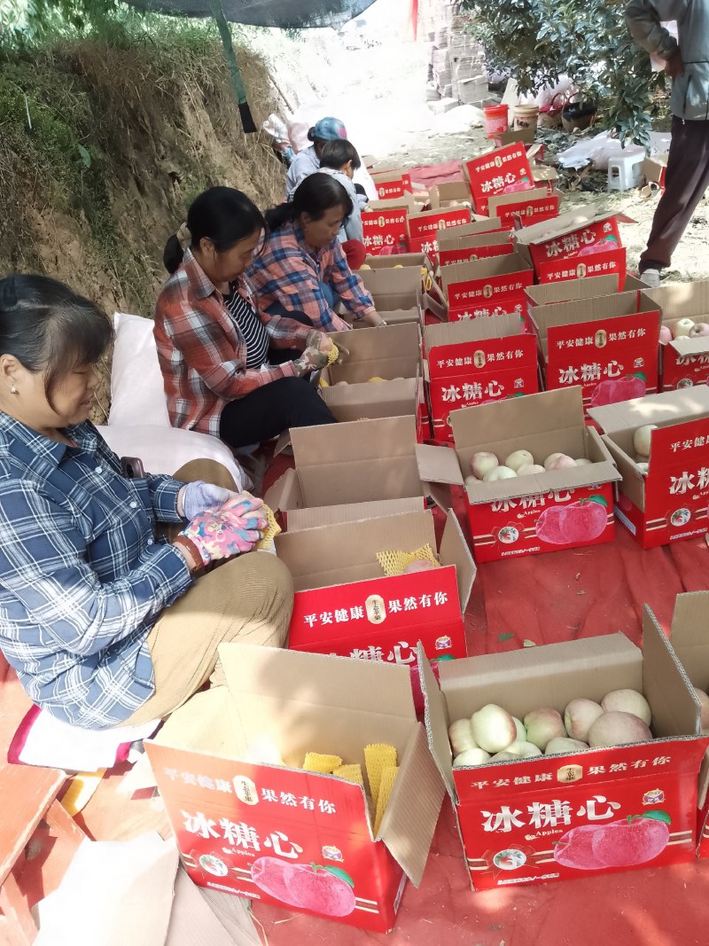 [热卖]山西运城新红星苹果苹果产地直发专业代办