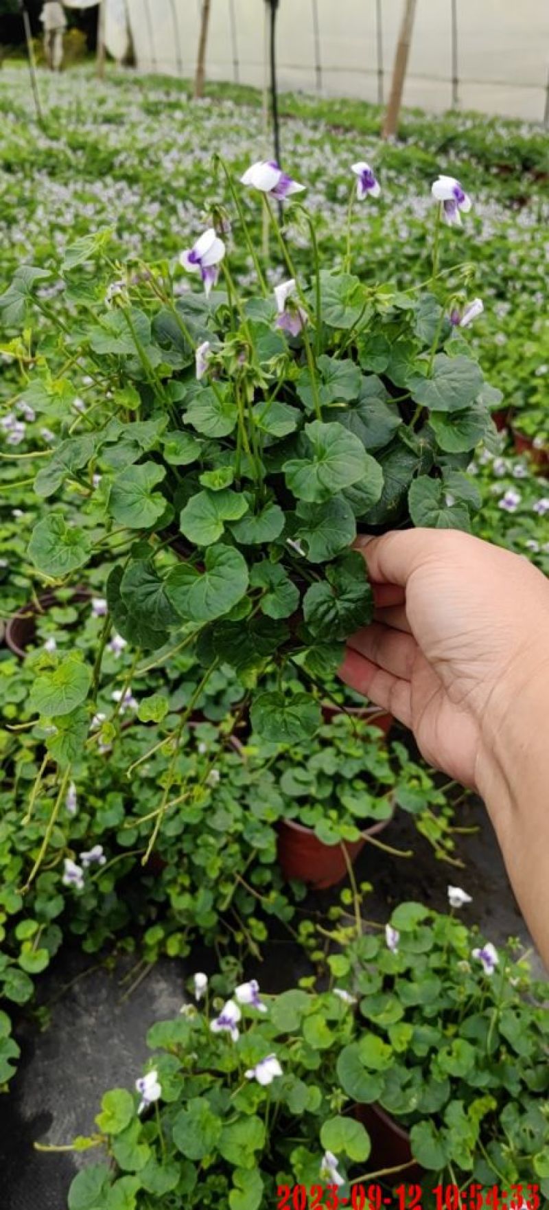 熊猫堇，产地发货，一手货源，质量保证，欢迎来电咨询
