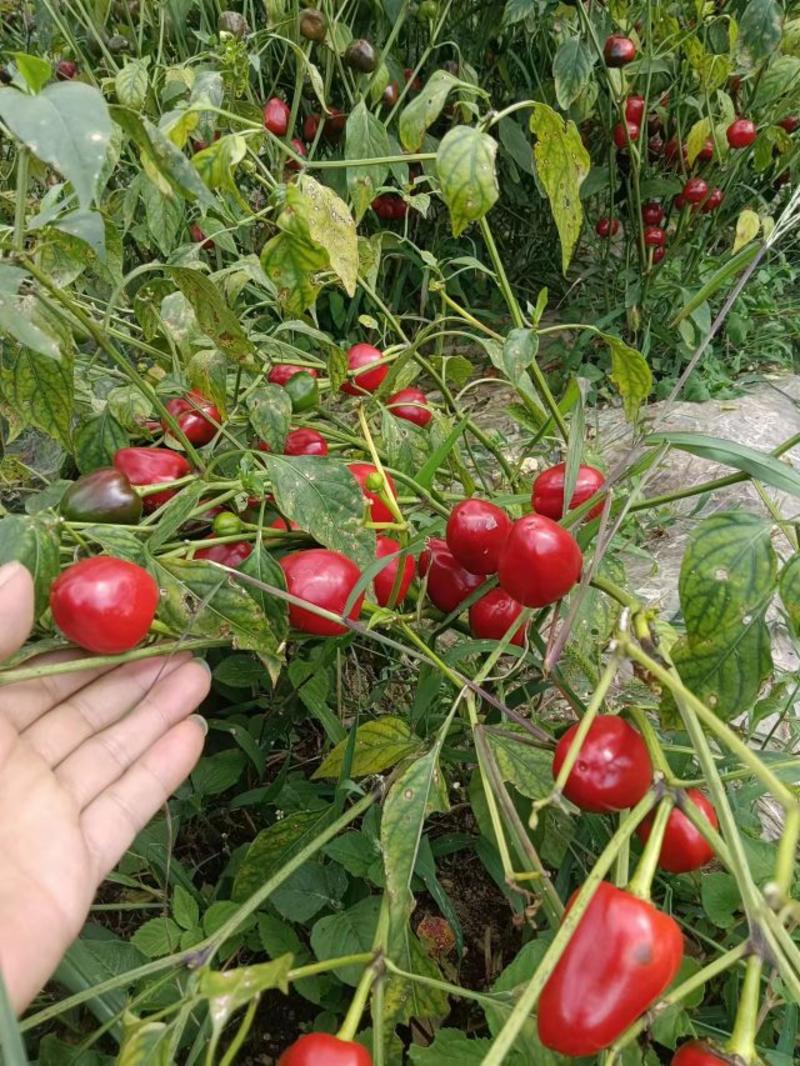 现货草莓椒，30亩有需要的老板抓紧预购