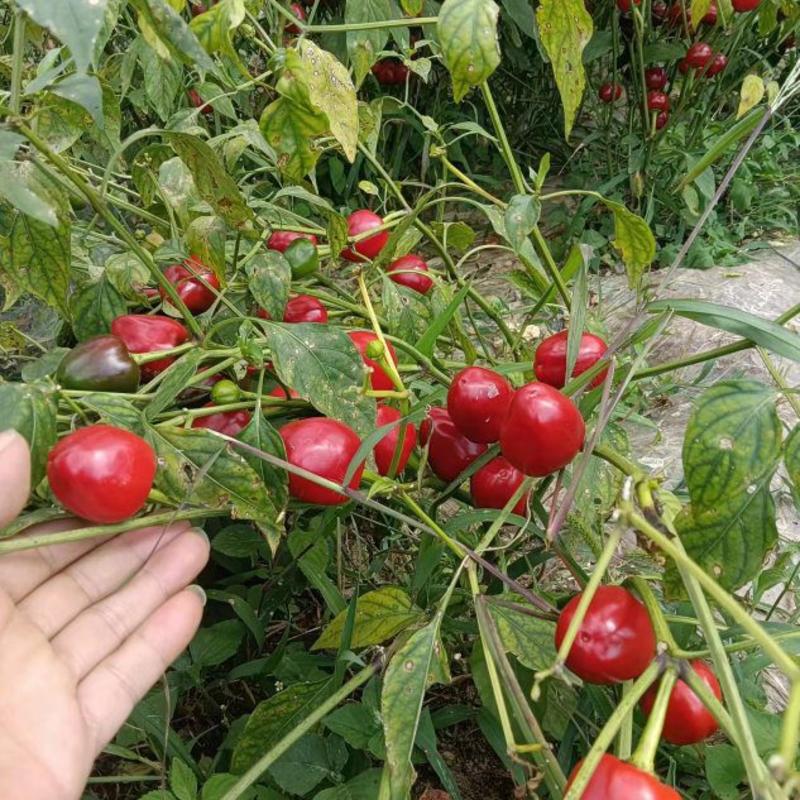 现货草莓椒，30亩有需要的老板抓紧预购