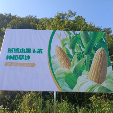 基地直达，自有种植基地，冷库，加工车间，常年无间断供应