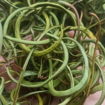 小叶化石草
