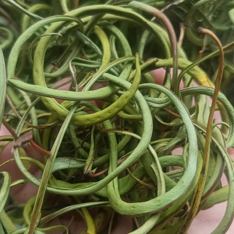 小叶化石草