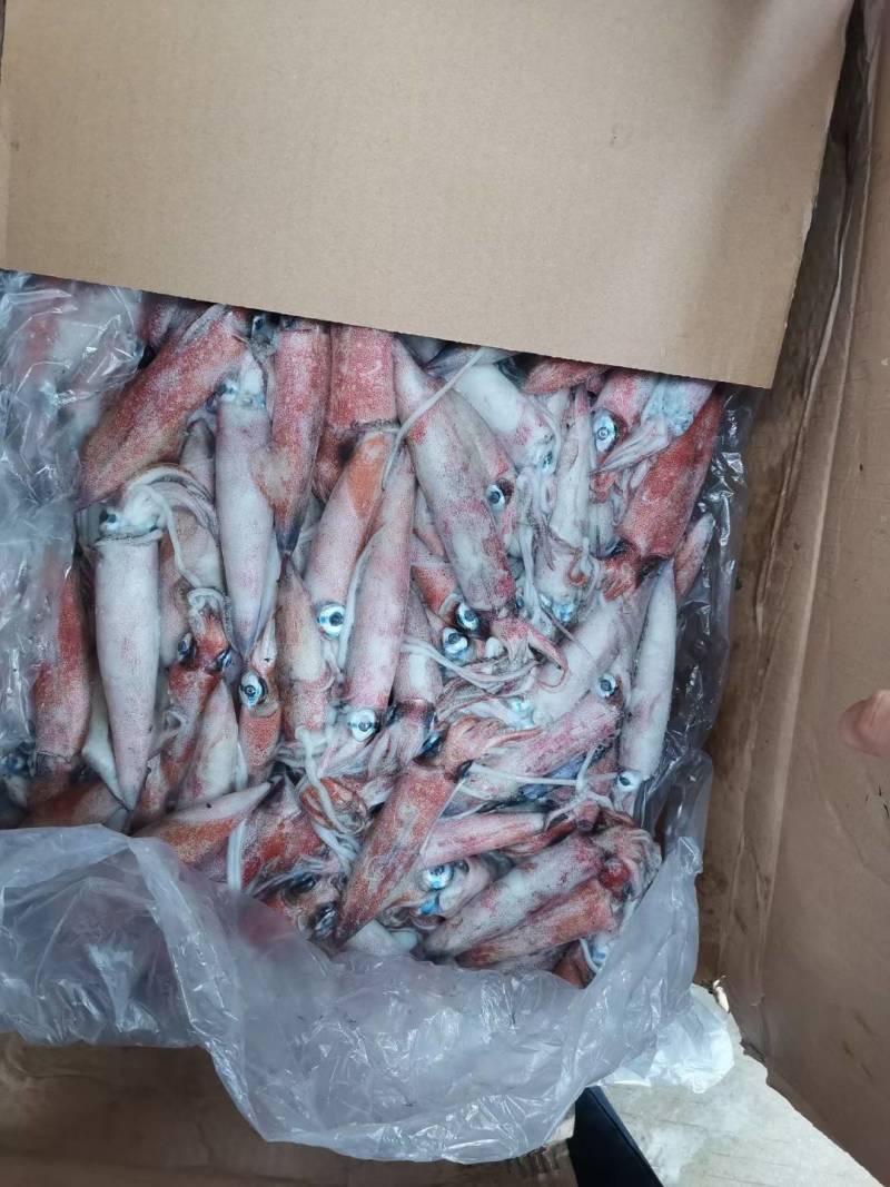 船冻鱿鱼、不定装灯光船货、10~12条规格鲜度好