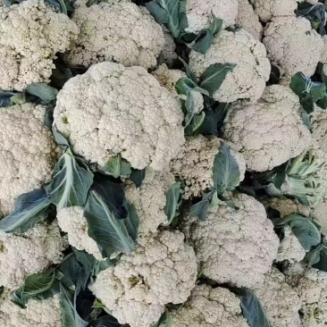 【牛商】河南精品有机花菜大量新鲜上市，品相好价格优