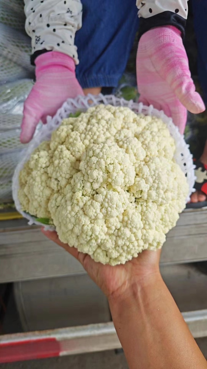 【牛商】河南精品有机花菜大量新鲜上市，品相好价格优