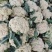【牛商】河南精品有机花菜大量新鲜上市，品相好价格优
