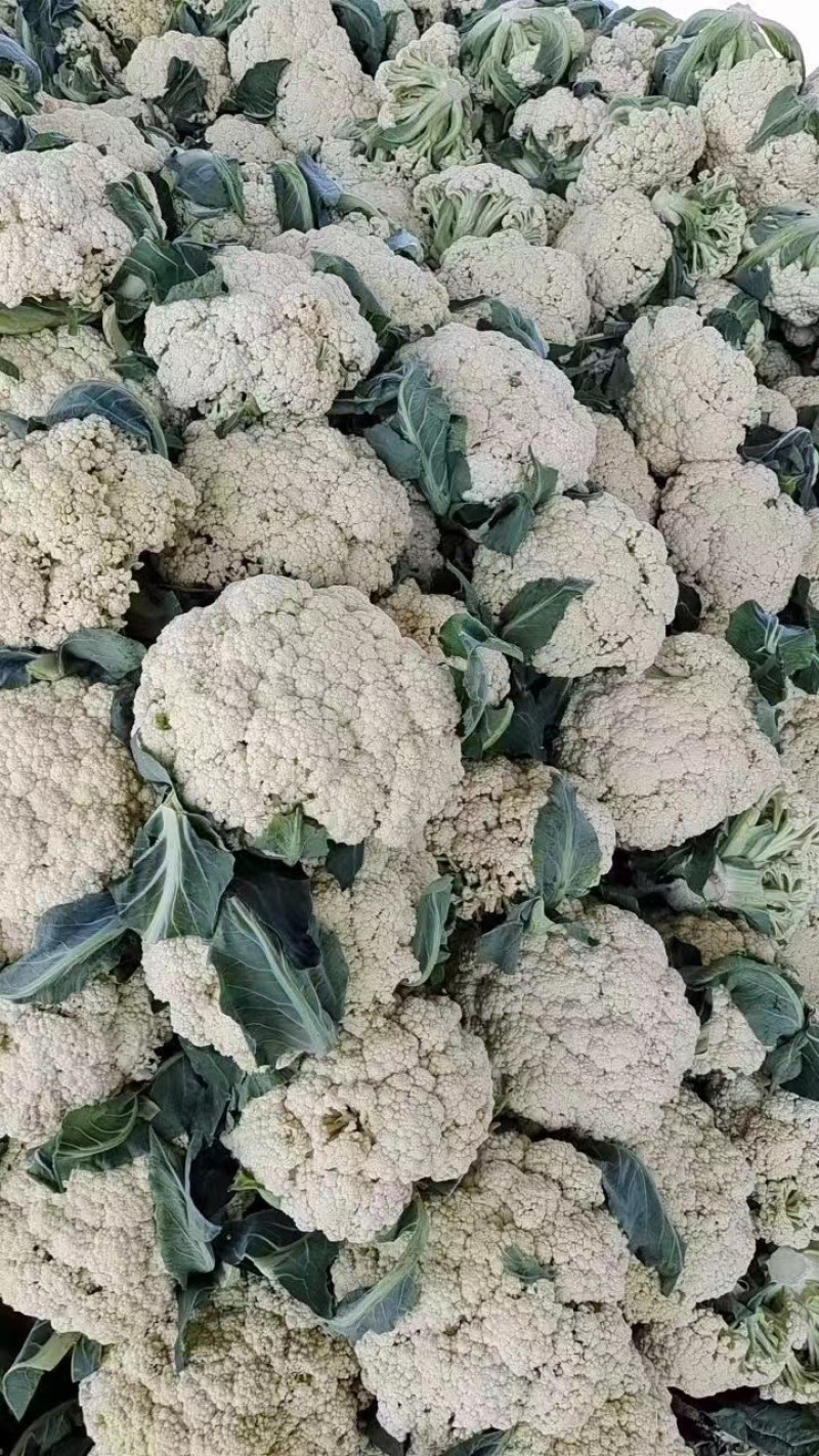 【牛商】河南精品有机花菜大量新鲜上市，品相好价格优