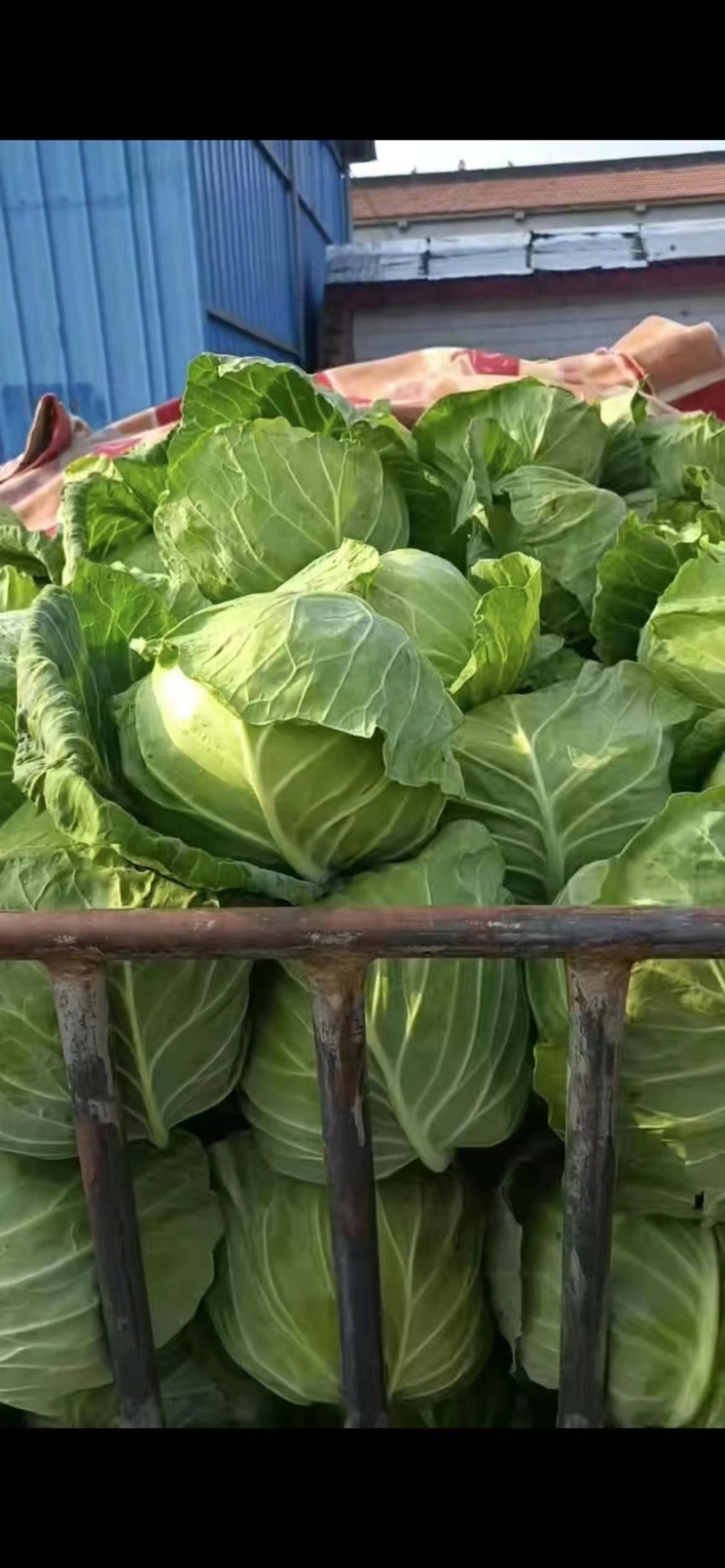 【牛商】精品甘蓝圆包菜新鲜供应，量大从优对接全国客商