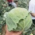 【实力优选】精品甘蓝圆包菜产地大量新鲜供应，欢迎来电洽谈