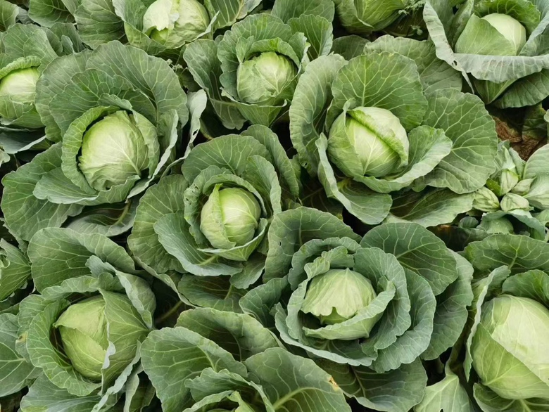正宗圆包菜种植基地图