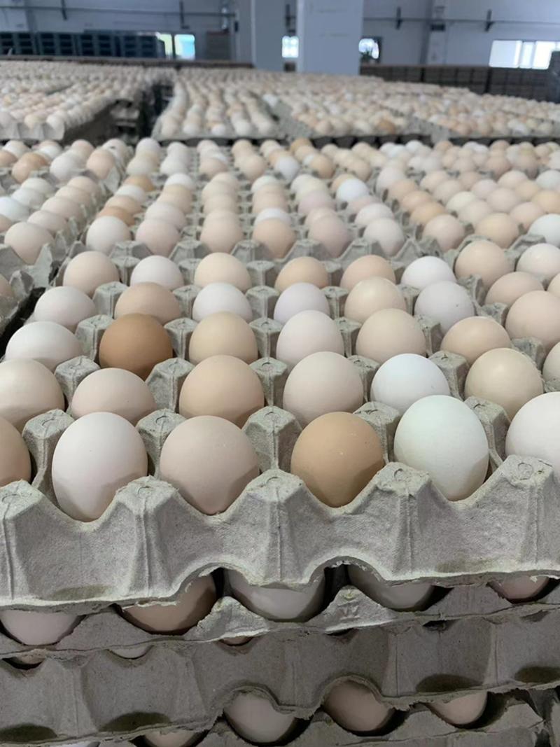 粉壳鸡蛋，褐壳鸡蛋，货源充足，价格优惠