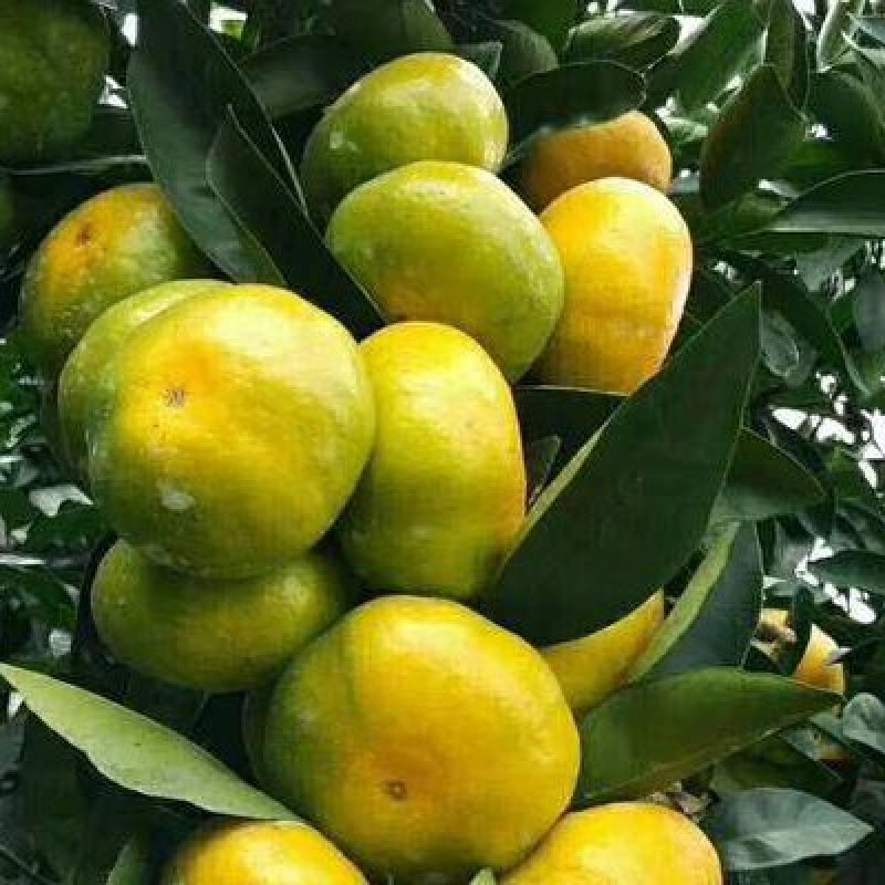 蜜桔高山特早熟蜜桔皮薄多汁产地直采货源充足接电商市场社购