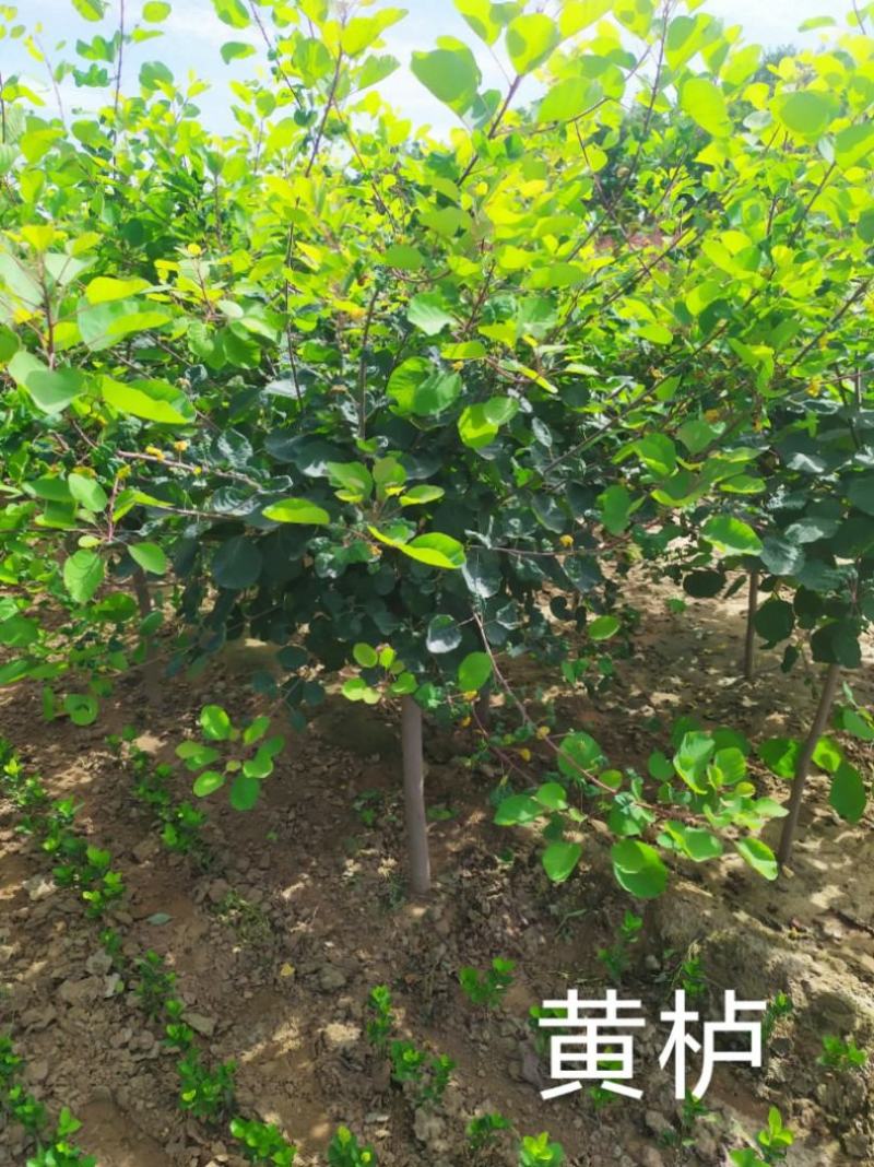 2020-3-15号预售，黄栌2-10公分