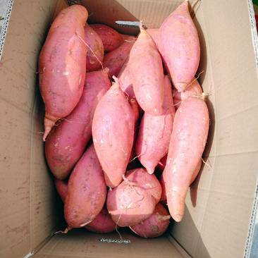 窖存精品长条价格不高西瓜红麦茬薯支持袋装箱装
