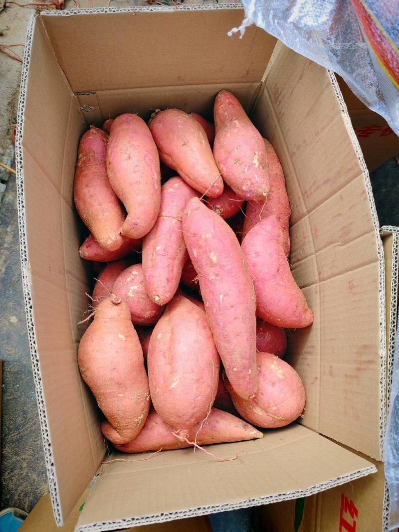 窖存精品长条价格不高西瓜红麦茬薯支持袋装箱装