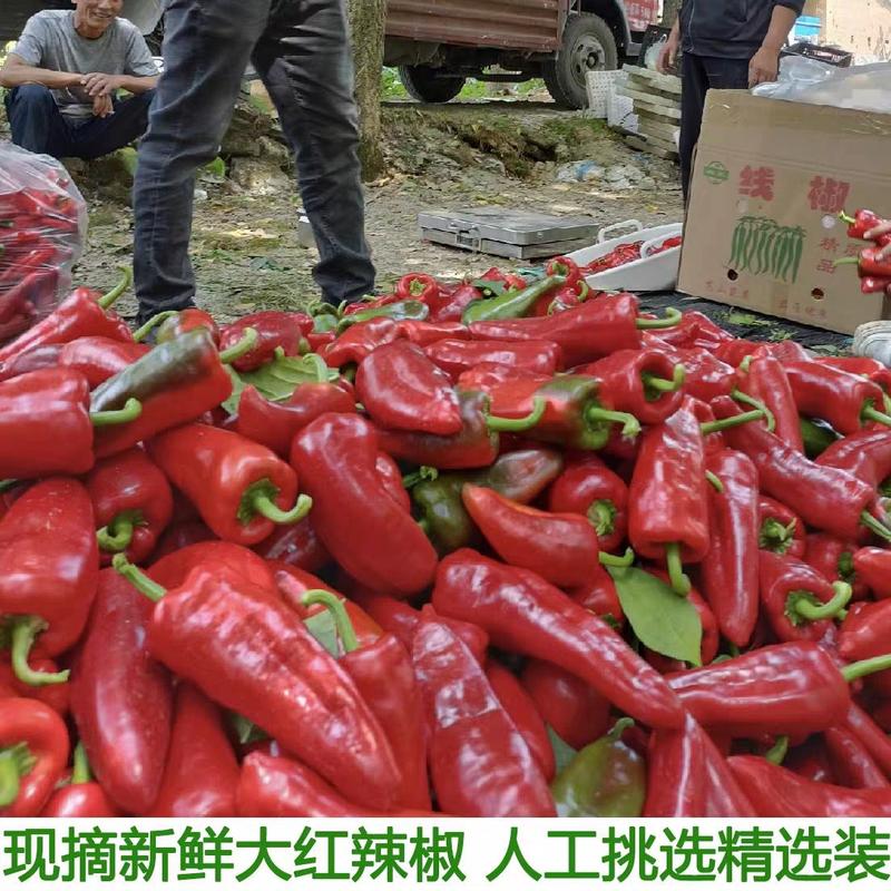 红杠椒，红泡椒，产地大量有货，欢迎订购。